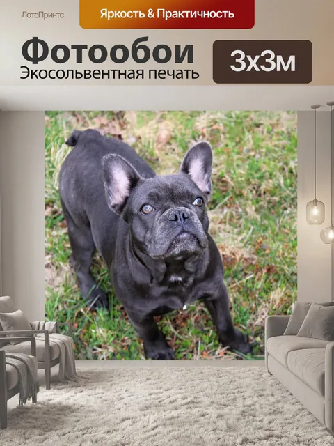 Фотообои Собака, французский бульдог, щенок