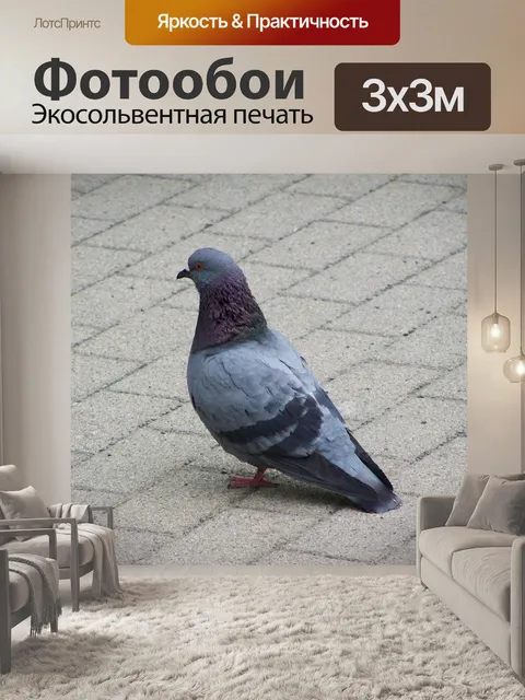 Фотообои Голубь, птица, животное