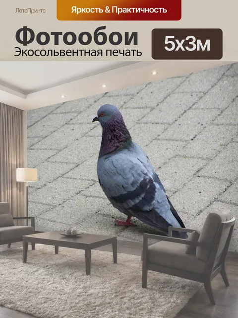 Фотообои Голубь, птица, животное