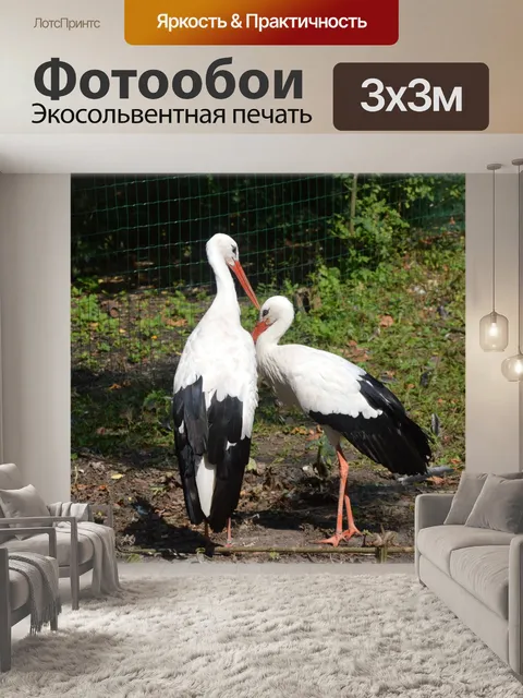 Фотообои Аист 3 Самый известный Аист в Нидерландах аист птица вода животные природа