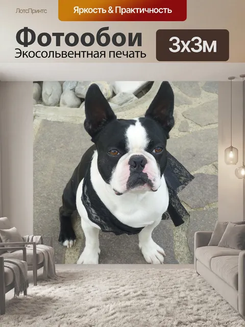 Фотообои Собака, бостон терьер, французский бульдог