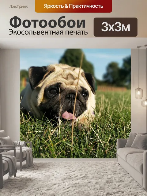 Фотообои Мопс, мопсы, собака
