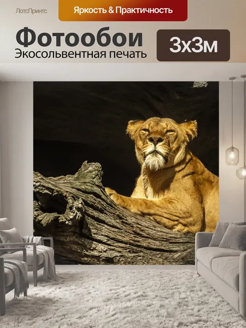 Фотообои Пантера лев, лев, львица