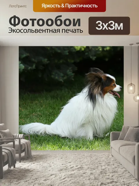 Фотообои Папильон, чистопородная собака, гонка