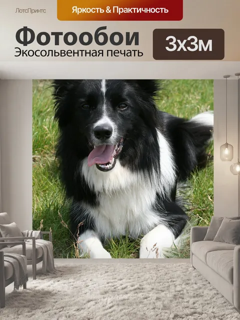 Фотообои Собака, колли, бордер-колли