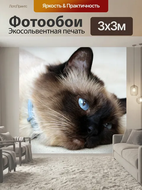 Фотообои Кот, бирманский, кошачий
