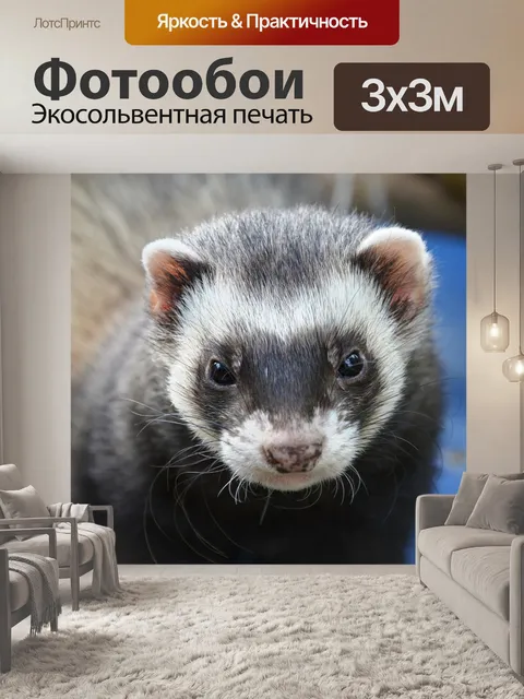 Фотообои Хорек, животное, глаза