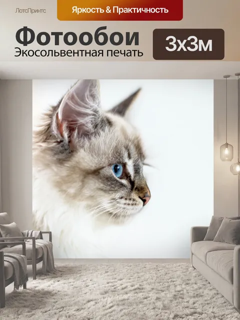 Фотообои Кот, домашняя кошка, молодой кот