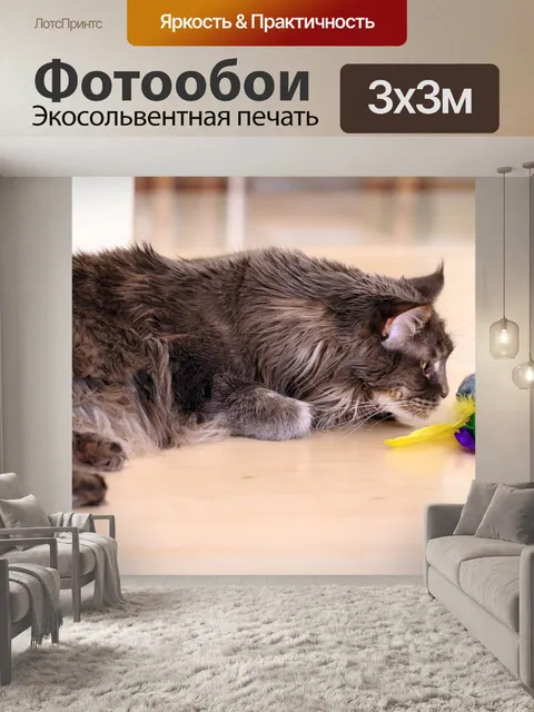 Фотообои Кошка, серый, мейн-кун