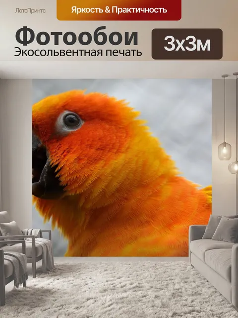 Фотообои Попугай, животное, птица