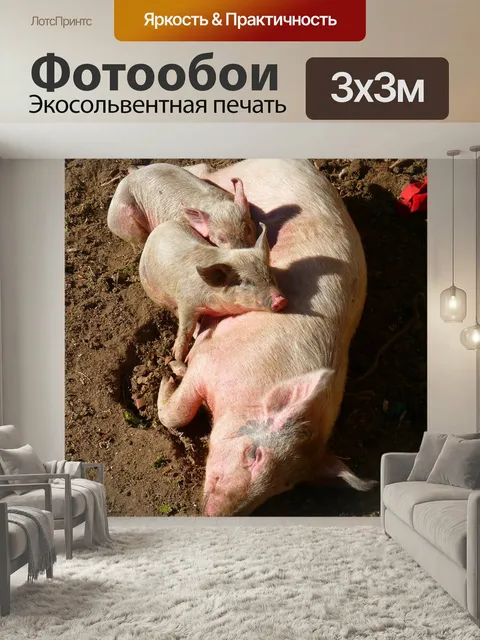 Фотообои Свинья, поросенок, млекопитающее