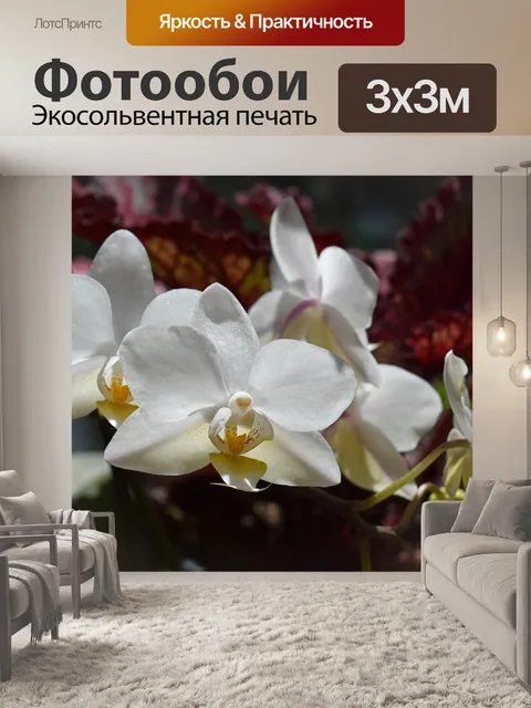 Фотообои Гибридный фаленопсис, фаленопсис, орхидея
