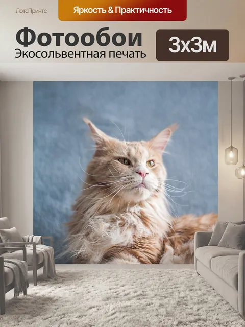 Фотообои Мейн кун, кошка, домашний питомец