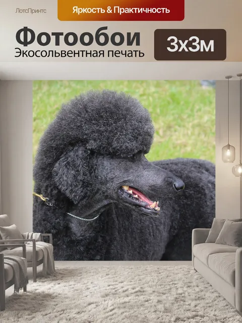 Фотообои Черный собака, пудель, животное