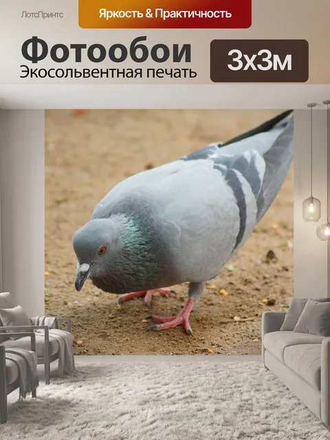 Фотообои Голубь, голуби, птицы