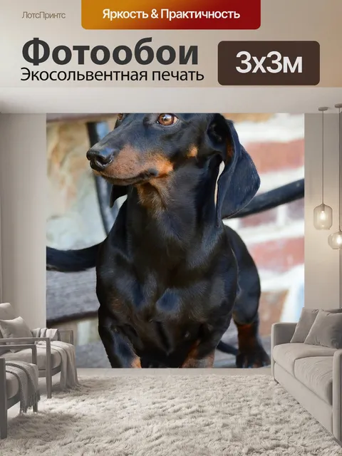 Фотообои Собака, такса, домашнее животное