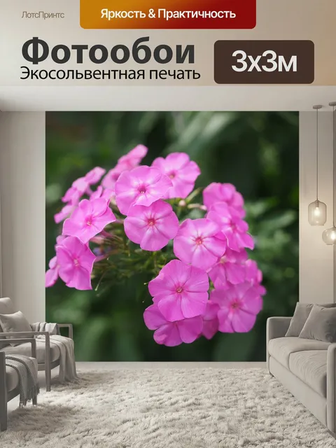 Фотообои Флокс, блокировки растения травы, полемониевые