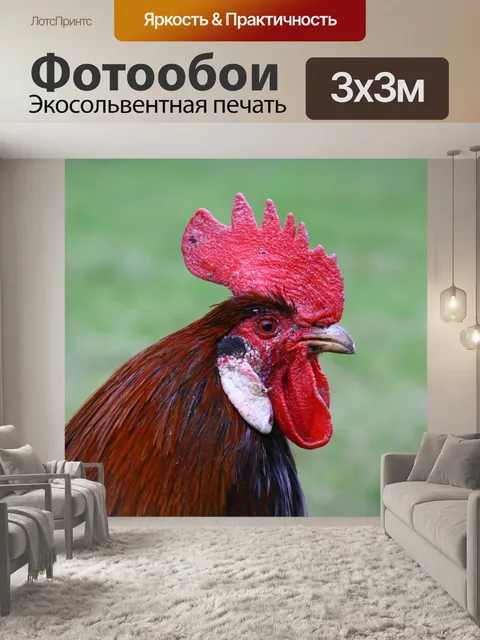 Фотообои Петух, голова, животное