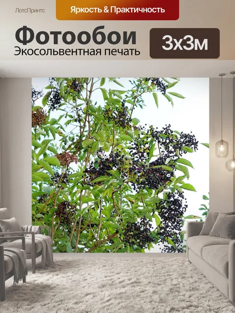 Фотообои Бузина, черный старейшина, сирень