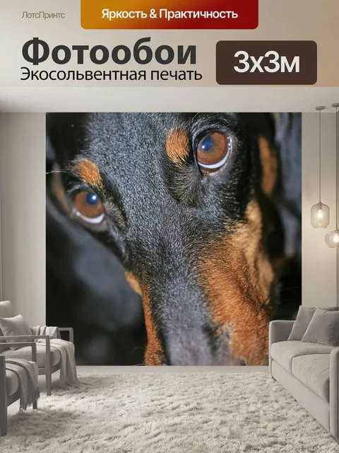 Фотообои Такса, собака, домашний питомец