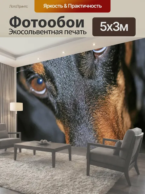 Фотообои Такса, собака, домашний питомец