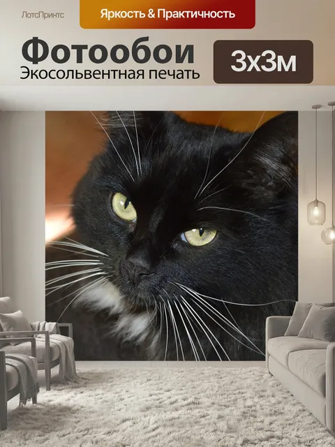 Фотообои Кот, кошка, кошачий взгляд