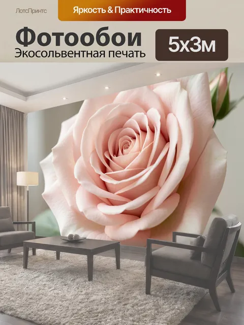 Фотообои Нежная розовая роза крупным планом