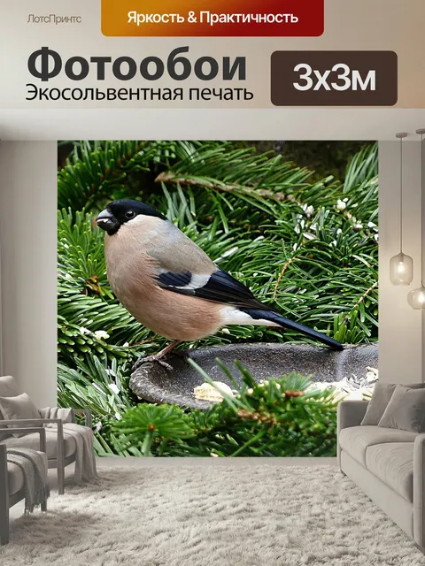 Фотообои Снегирь, птица, животное