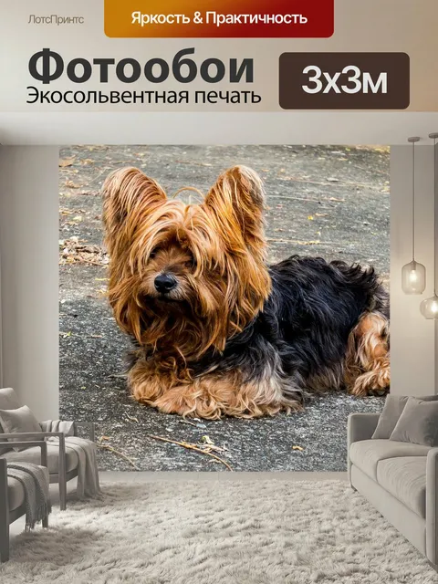 Фотообои Собака, йоркширский терьер, маленькая собака