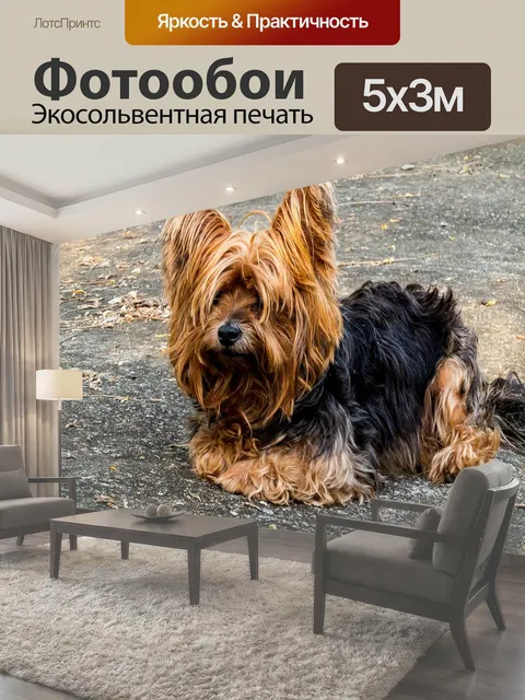 Фотообои Собака, йоркширский терьер, маленькая собака