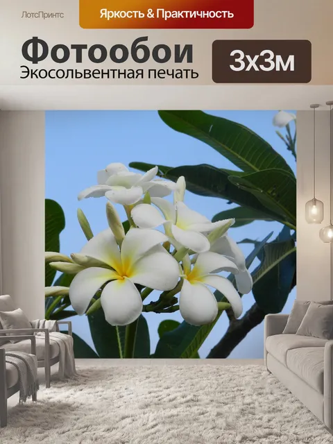 Фотообои Ароматные цветы, белые цветы, франжипани