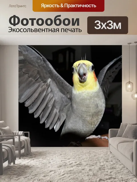 Фотообои Корелла, сердитые птицы, птицы