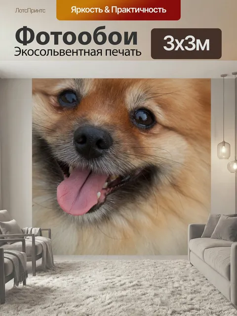 Фотообои Померанский шпиц, собака, закрыть