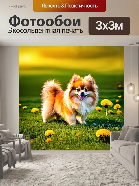Фотообои Померанский шпиц, сверкающий в лучах утреннего солнца, стоит на зеленом травяном поле, окружённом цветущими о…