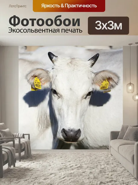 Фотообои Корова, коровы, белый