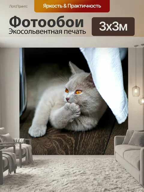 Фотообои Кот, британская короткошерстная кошка, bkh