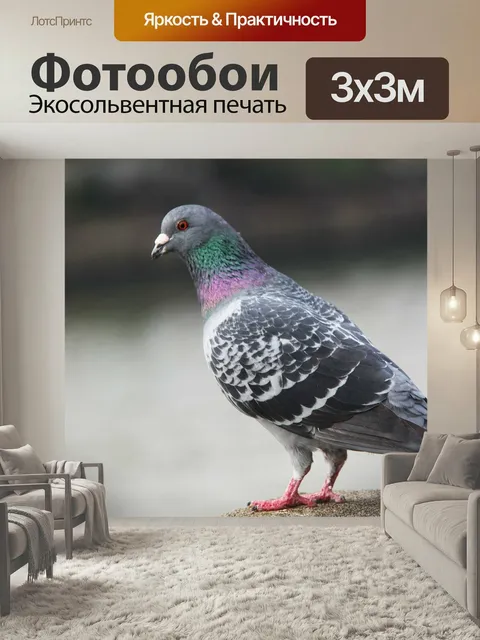 Фотообои Птица, голубь, красивая