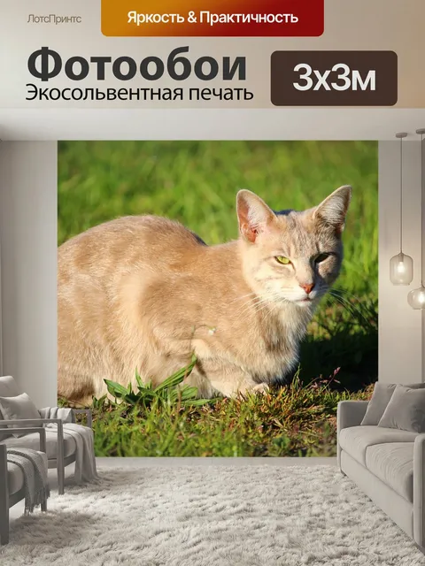 Фотообои Кот, котенок, кошка породы