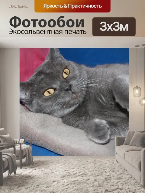 Фотообои Кошка, британские короткие волосы, породистый кот