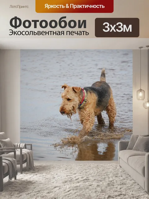 Фотообои Эрдельтерьер, терьер, играющий