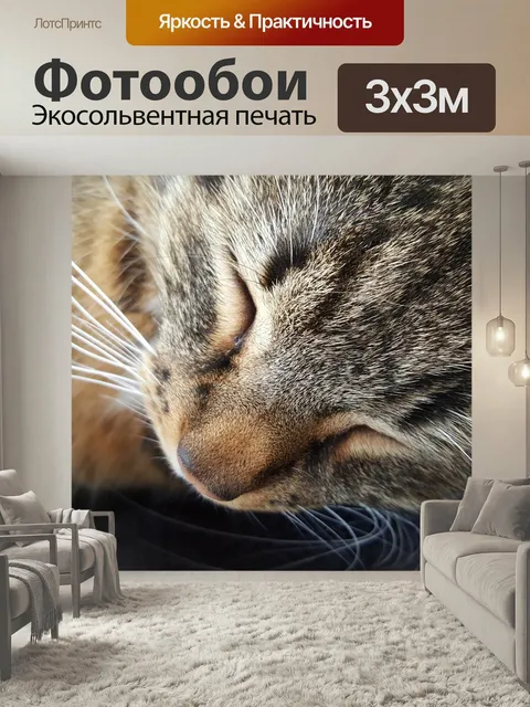 Фотообои Кошки, кошка, pet