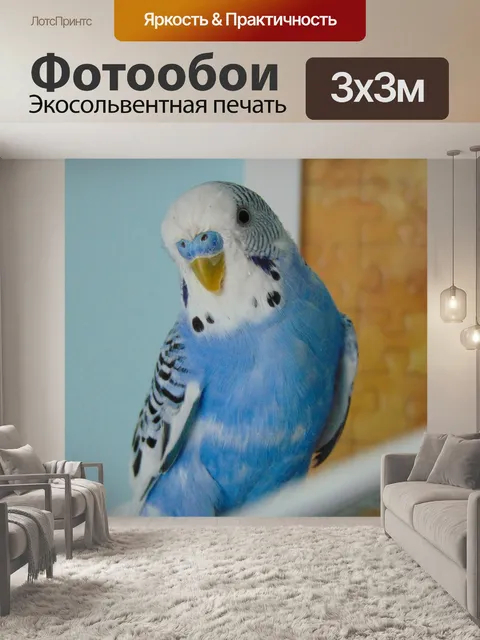 Фотообои Волнистый попугай, попугай, птица