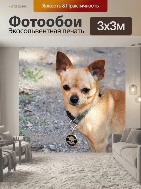 Фотообои Коричневая собака чихуахуа крупным плано Крупный план маленькой коричневой собаки чихуахуа с биркой ошейника …