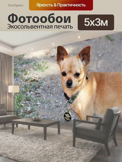Фотообои Коричневая собака чихуахуа крупным плано Крупный план маленькой коричневой собаки