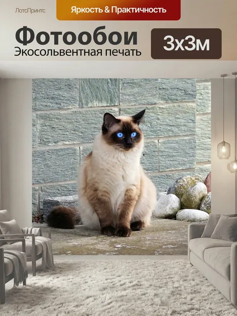 Фотообои Кот, сиамский, шерсть