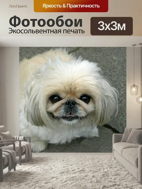 Фотообои Собака, пекинес, красивая