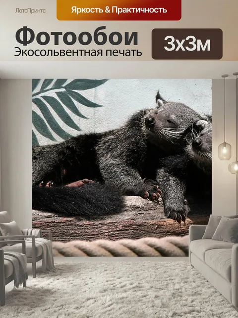 Фотообои Бинтуронг, медведь, дикая природа