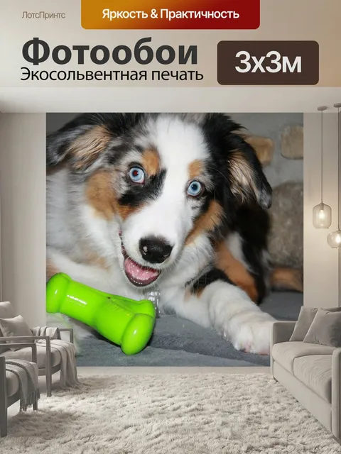 Фотообои Собака, щенок, домашнее животное