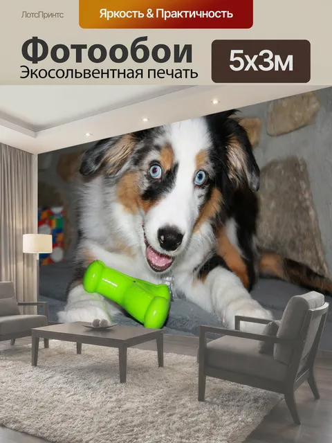 Фотообои Собака, щенок, домашнее животное