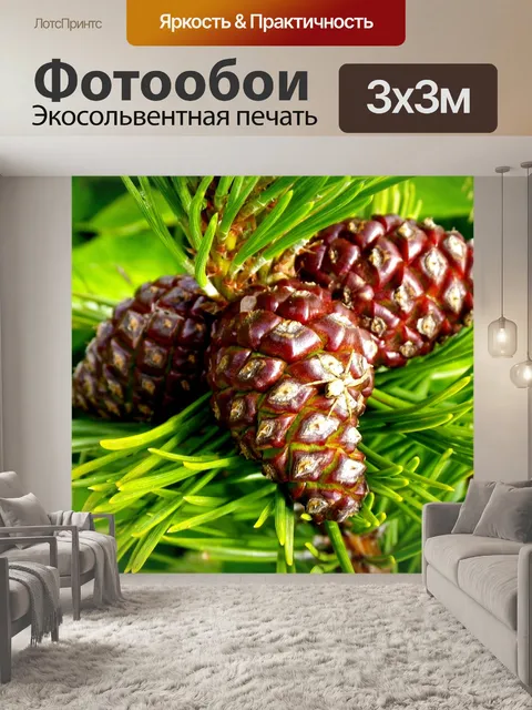 Фотообои Шишка, ель, закрывать